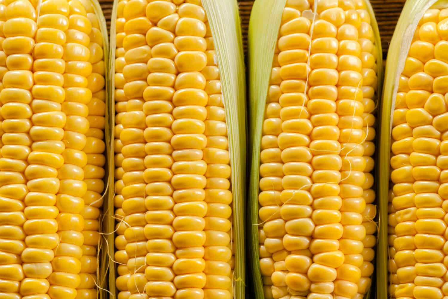 Corn